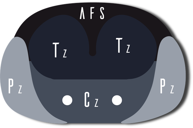 Labeled prostate anatomy vector