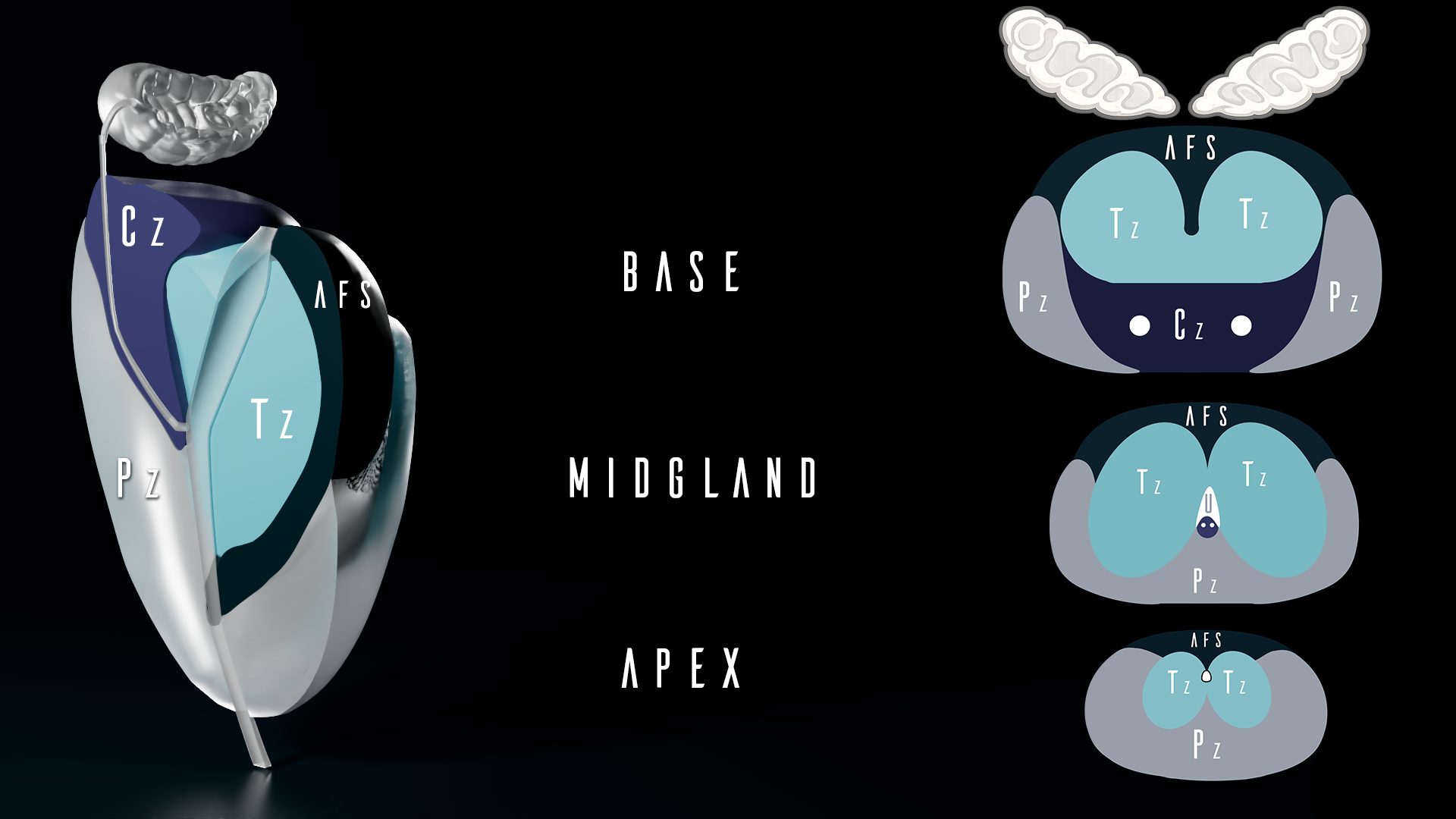 PI-RADS v2.1 sector map schematic showing base, midgland, and apex segmentation