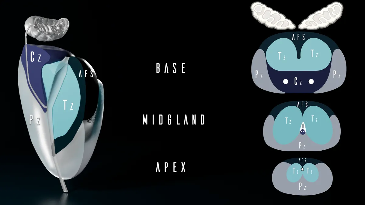 PI-RADS v2.1 sector map schematic showing base, midgland, and apex segmentation