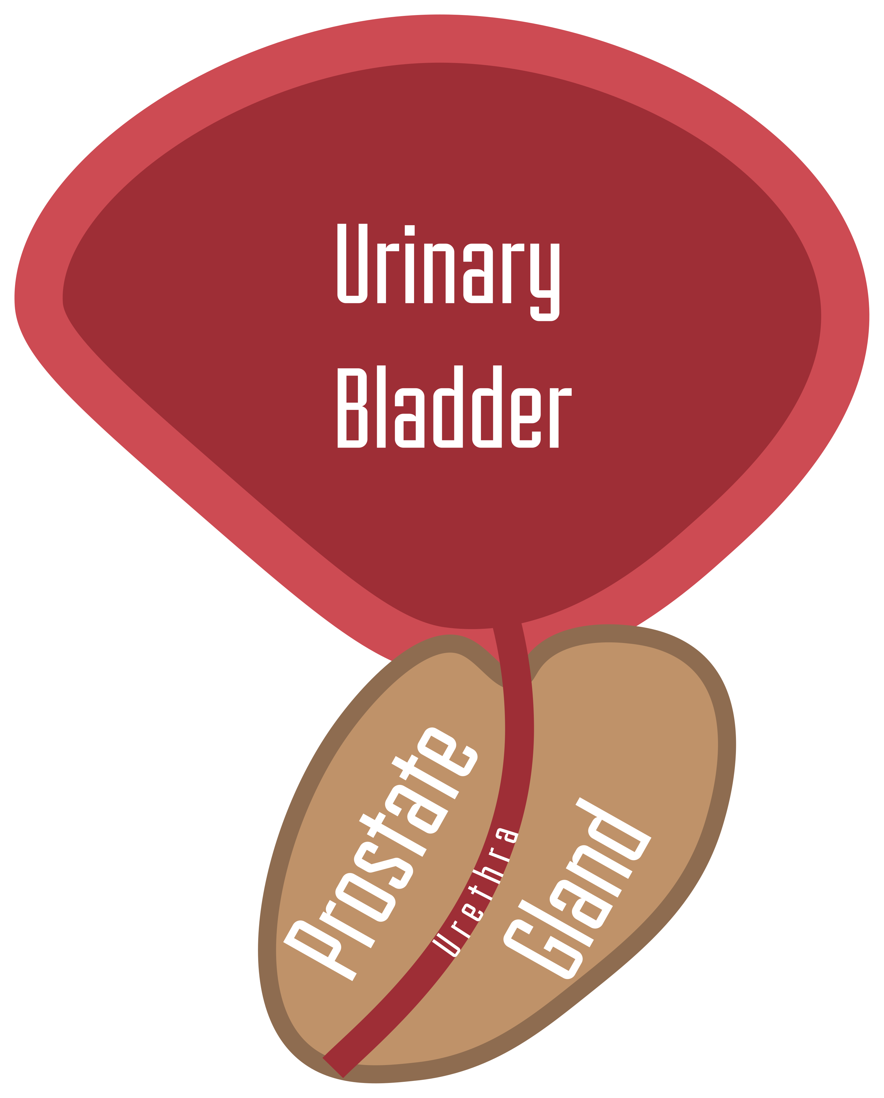Male pelvic anatomy showing the prostate gland