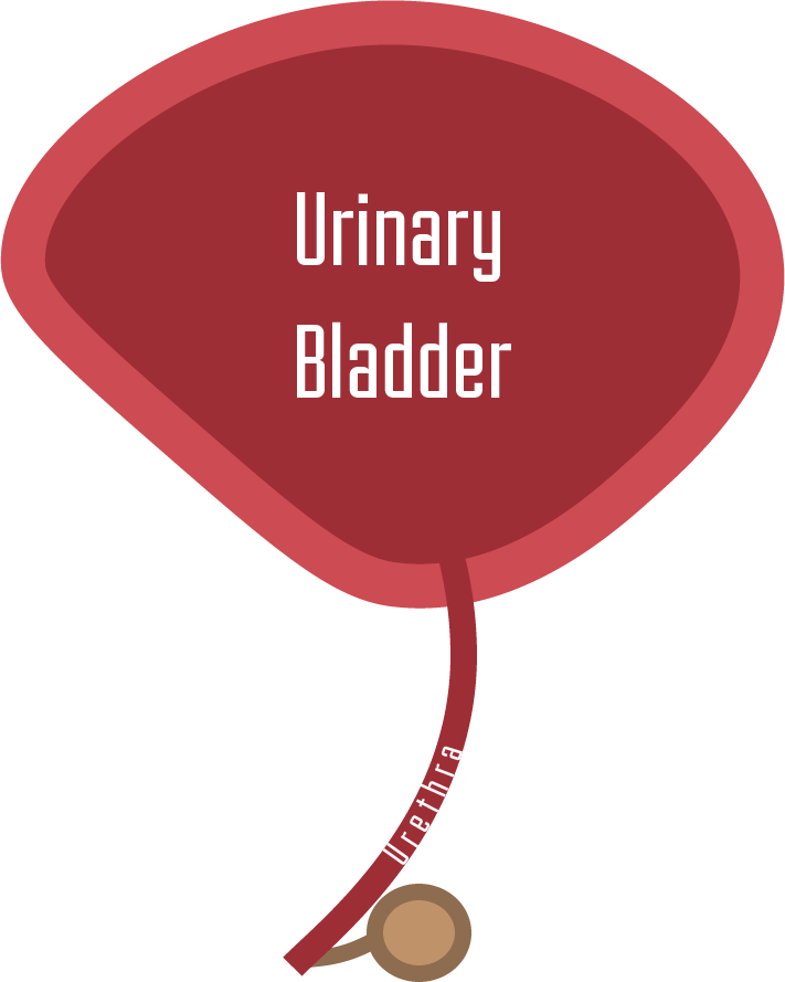 Female pelvic anatomy showing Skene's glands, the female homologue of the prostate